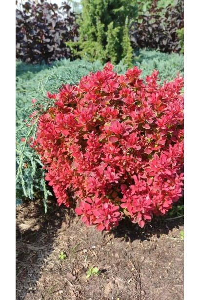 Барбарис Тунберга ’Ruby Star’